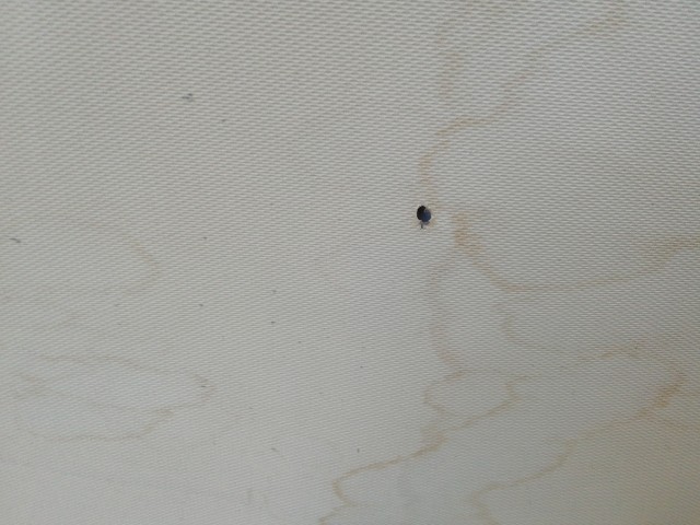 211093 BMW 5 E39 1996-2003 kalaptartó (csomagtér roló), a képen látható sérüléssel